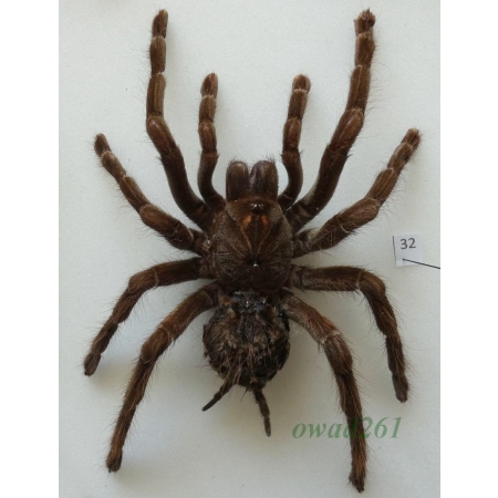 Spider ex. ovo +125mm32